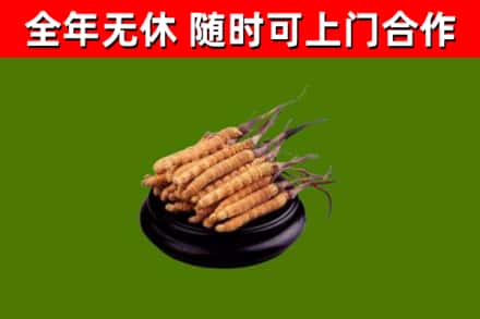 张掖市回收冬虫夏草